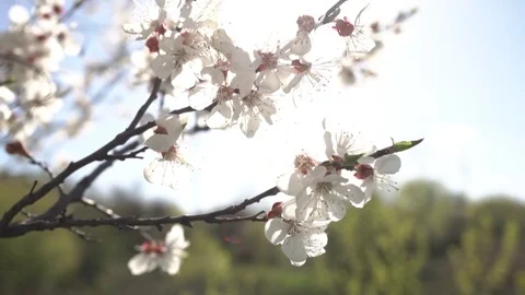 Flowering of apricot. Slow motion Stock Footage 74901143