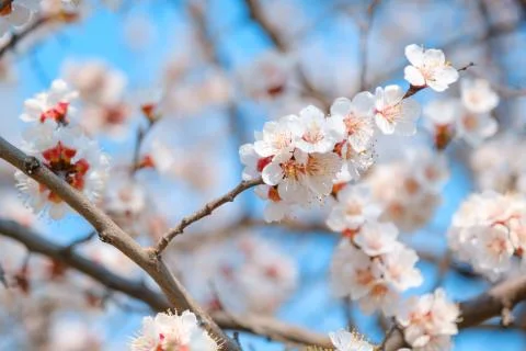 Flowering apricot in the spring. Beautiful spring sunny floral backround Stock Photos