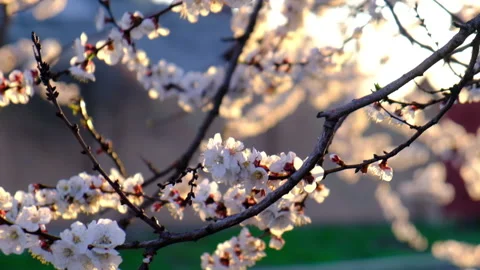 Flowering apricot at sunset Stock-Footage 106625136