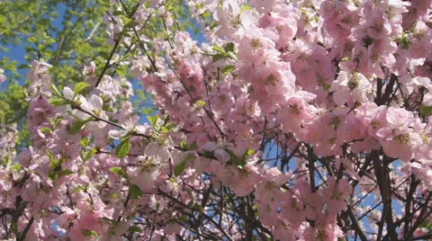 Flowering apricot tree 06 pan right Stock Footage