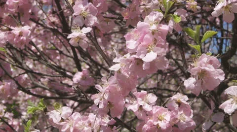 Flowering apricot tree 07 close up Stock Footage 24435357