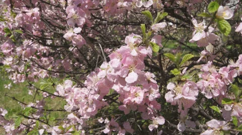 Flowering apricot tree 08 close up Stock Footage 24435494