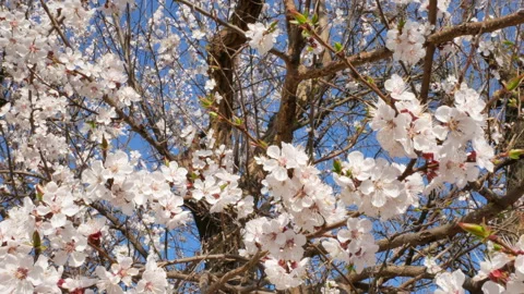 Flowering apricot tree branches on the wind and blue sky on background in spring Video stock 172552141