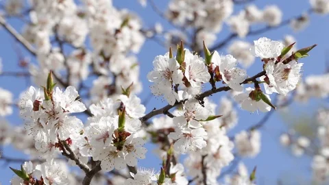 Flowering apricot tree Stock Footage 88712899
