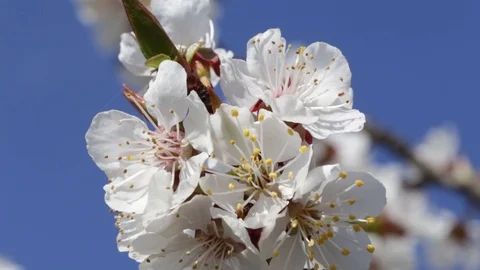 Flowering apricot tree Stock Footage 103173190