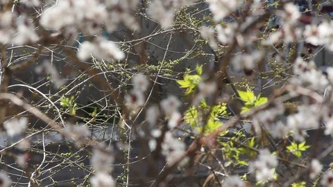 Flowering apricot tree. Stock Footage 129177020