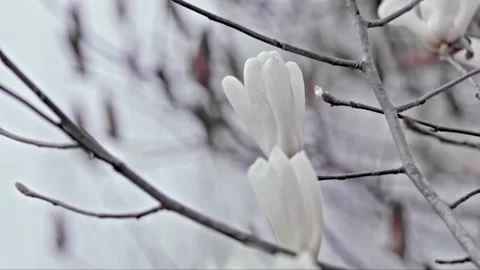 Flowering apricot tree Stock Footage 235111081