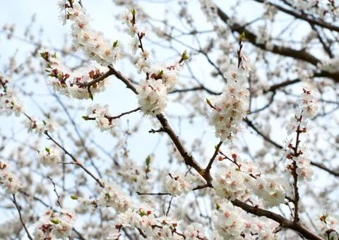 Flowering apricot tree Stock Photos