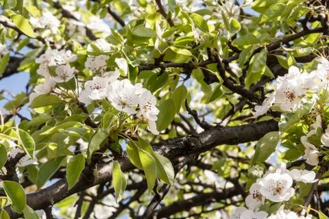 Flowering apricot tree Stock Photos