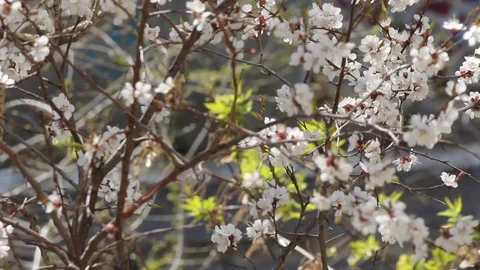Flowering apricot tree with a slight wind. Stock Footage 129177347