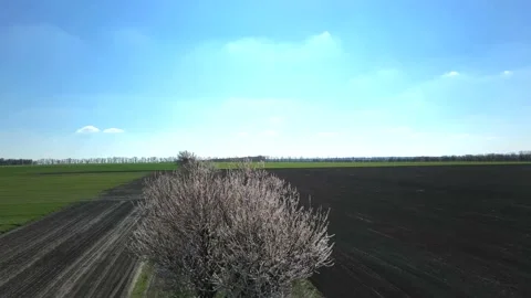 Flowering apricot tree in spring between fields Stock Footage 199858711