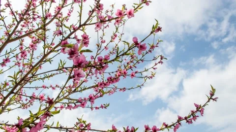 Flowering apricot tree in spring on a cloudy day Stock Footage 49123119