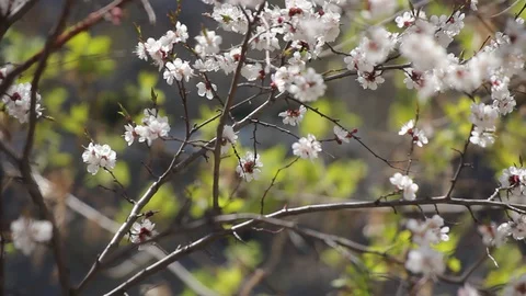 Flowering apricot tree in a strong wind. Stock Footage 129177813