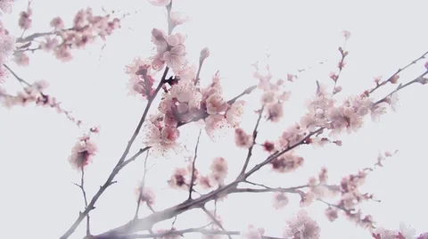 Flowering apricots from the bottom up Stock Footage 49908122