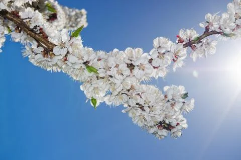 Flowering apricots Stock Photos