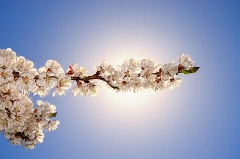 Flowering apricots Stock Photos