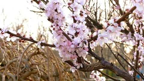 Flowering apricots trees Stock-Footage 74433426