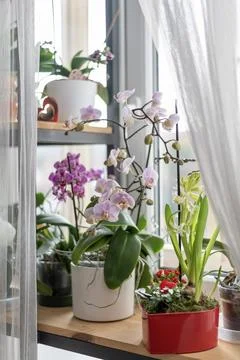 Flowering archdeas Stock Photos