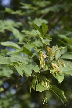 Flowering ash Stock Photos