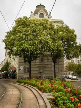 Flowering ash tree frames Wagner style corner dome building above tram trac.. Stock Photos