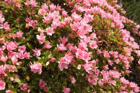 Flowering Azalea Stock Photos