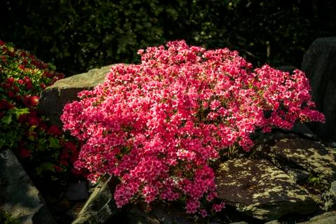 Flowering azalea Stock Photos