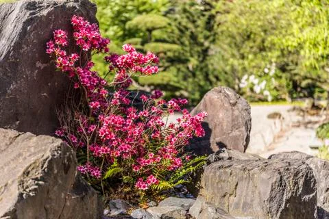 Flowering azalea Stock Photos