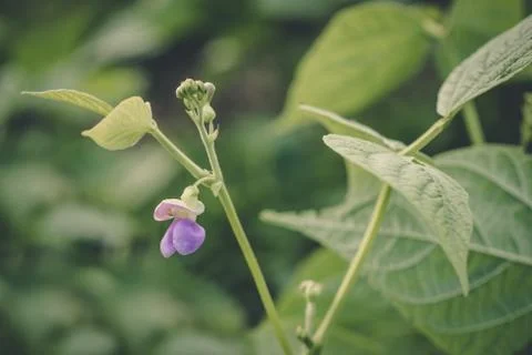 Flowering Bean Plant Stock Photos