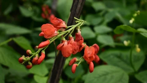 Flowering beans, close-up Stock Footage 138427571