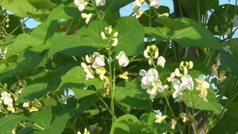 Flowering beans in the garden 스톡 동영상 255999920