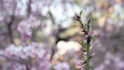 Flowering beautiful spring tree. Soft pink flowers, close up Stock-Footage 134707541
