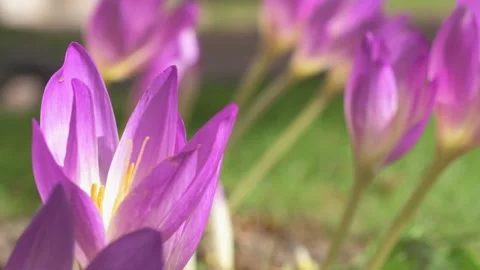 Flowering beautiful white - violet crocuses at sunny autumn day. close up Stock Footage 252510841