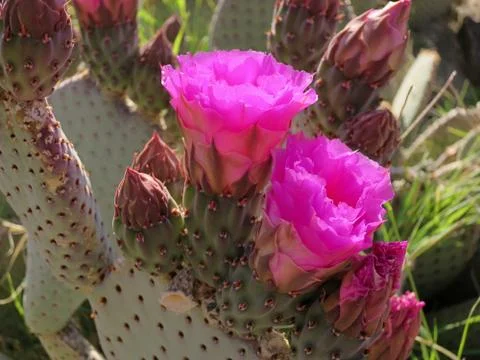 Flowering Beavertail Cactus Fotos Stock