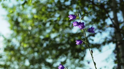 Flowering Bell plant Stock Footage 133867445