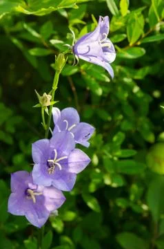 Flowering bells, close-up Stock Photos