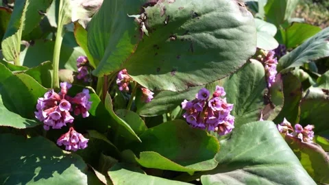 Flowering Bergenia Stock Footage 192867620
