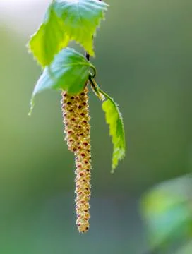 Flowering birch, spring, flowers much birch, close-up, Easter, postcard on th Stock Photos