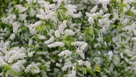 Flowering bird cherry blossoms Stock Footage 150663975