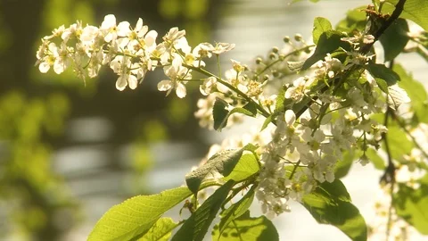 Flowering bird cherry Video stock 107894216