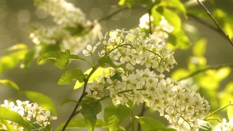 Flowering bird cherry Video stock 107894299