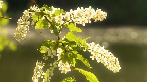 Flowering bird cherry Video stock 107894307
