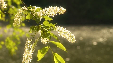 Flowering bird cherry Video stock 107894311