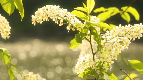 Flowering bird cherry 스톡 동영상 107894318