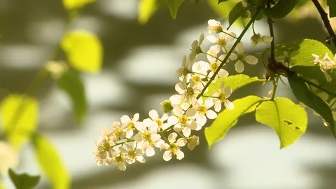 Flowering bird cherry Video stock 107894428