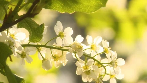Flowering bird cherry Video stock 107894442