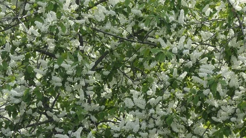 Flowering bird cherry Video stock 108590150
