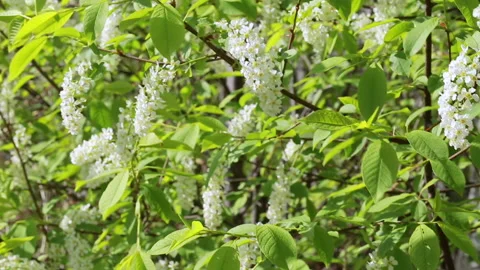 Flowering bird cherry Stock Footage 130184719