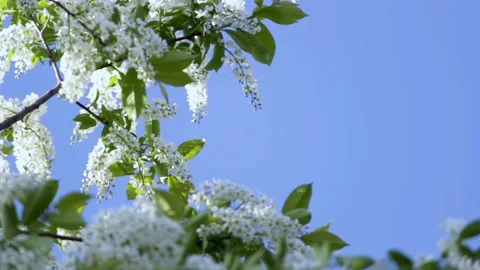 Flowering bird cherry Stock Footage 150665165