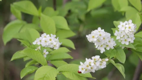Flowering bird cherry Stock Footage 150665404
