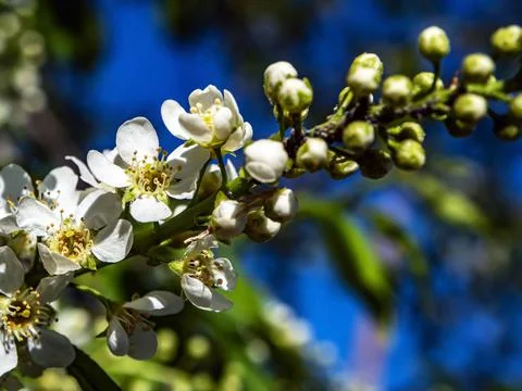 Flowering bird cherry, macro, branches illuminated by the sun Stock Photos